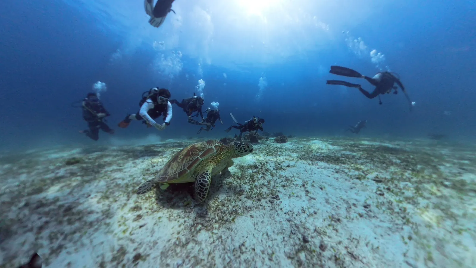 DiveHarbour 潛港|香港潛水學校提供的課程紀錄:海龜位於前景、潛水伙伴在後方的真實海洋探索照片